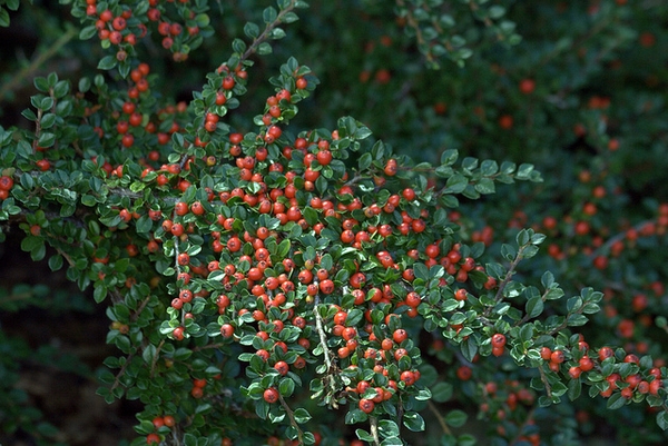 Cotoneaster horizontalis