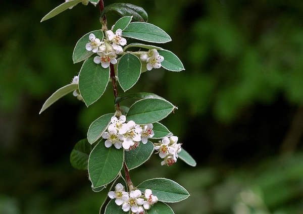Cotoneaster salicifolius