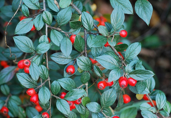 Cotoneaster salicifolius