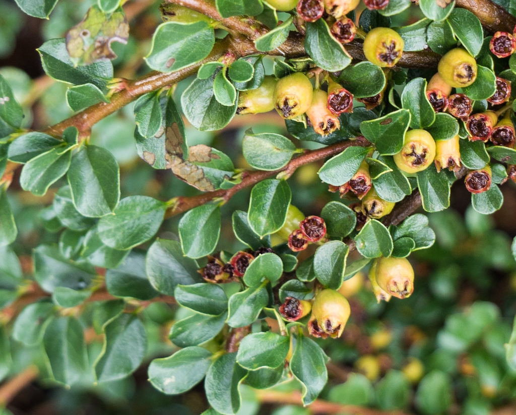 Cotoneaster adpressus