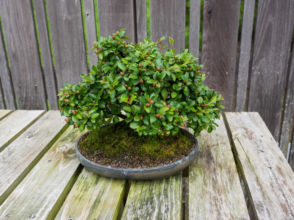 Cotoneaster adpressus