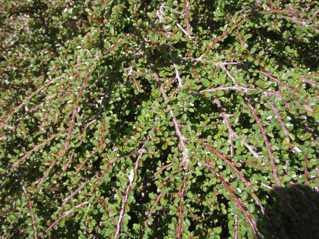 Cotoneaster adpressus