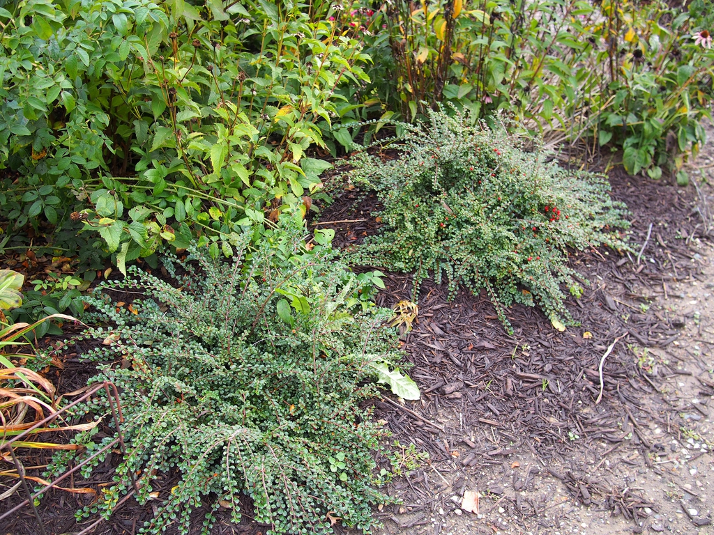 Cotoneaster adpressus