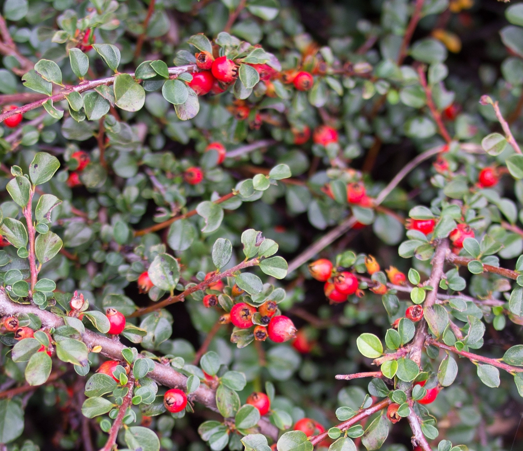Cotoneaster adpressus