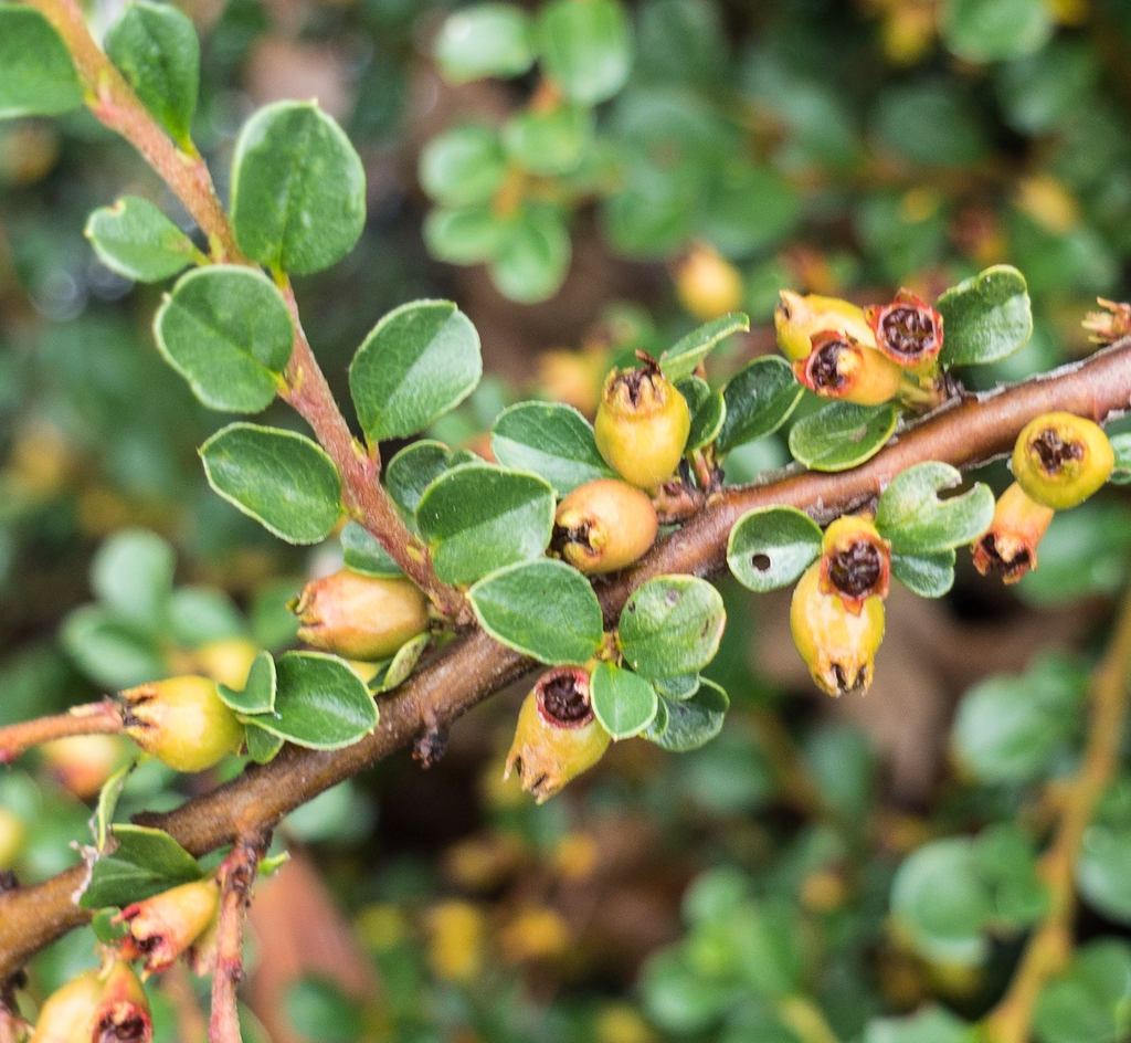 Cotoneaster adpressus