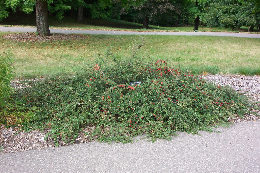 Cotoneaster apiculatus