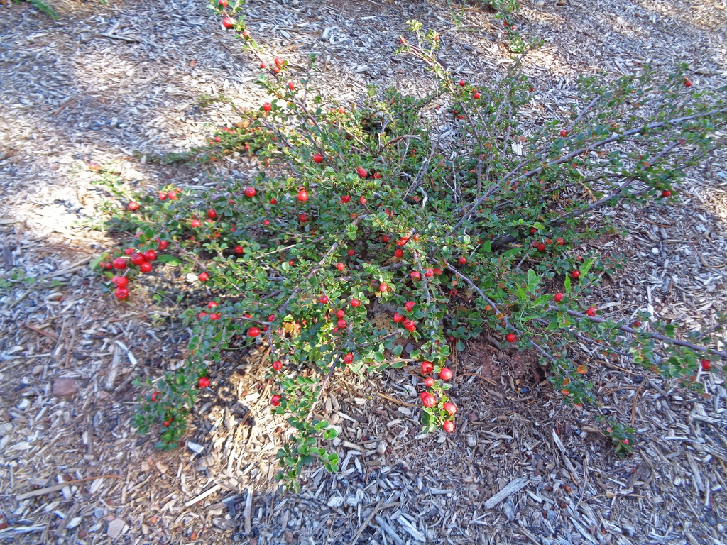 Cotoneaster apiculatus