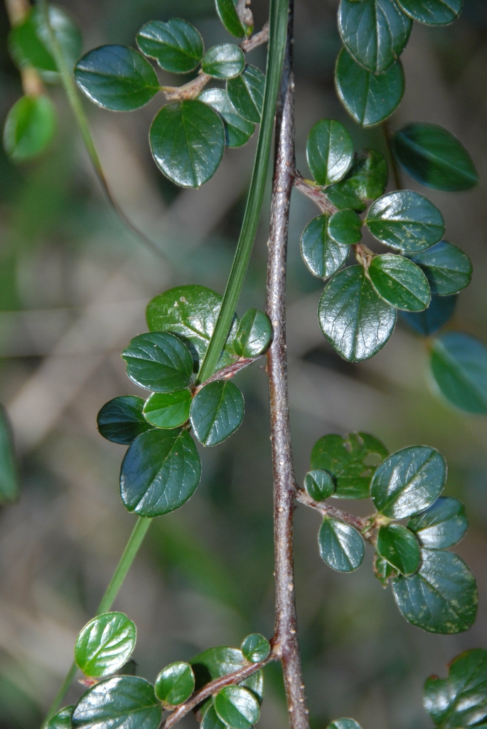 Cotoneaster apiculatus
