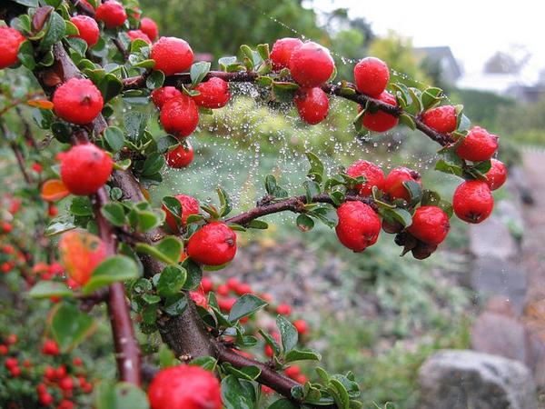 Cotoneaster apiculatus