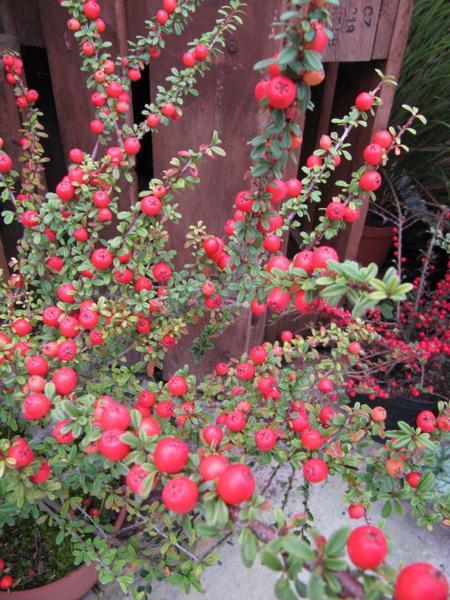 Cotoneaster conspicuus