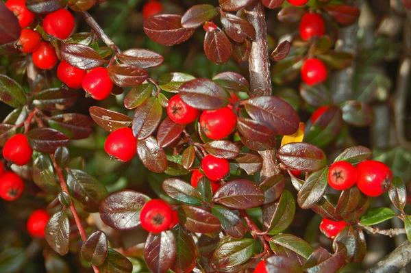 Cotoneaster dammeri