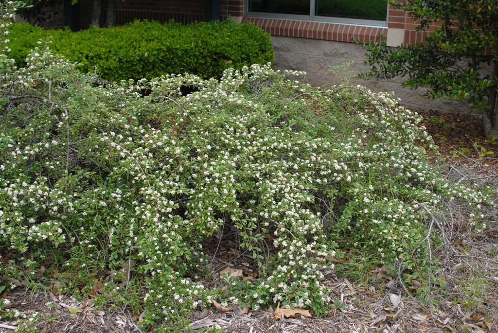 Cotoneaster dammeri