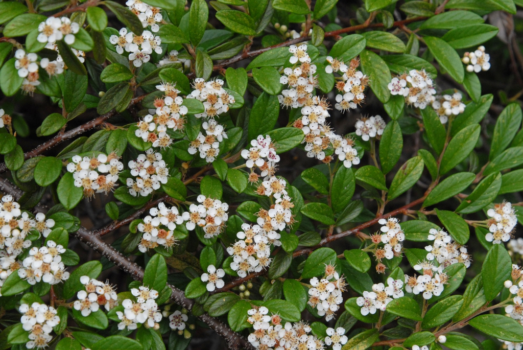 Cotoneaster dammeri