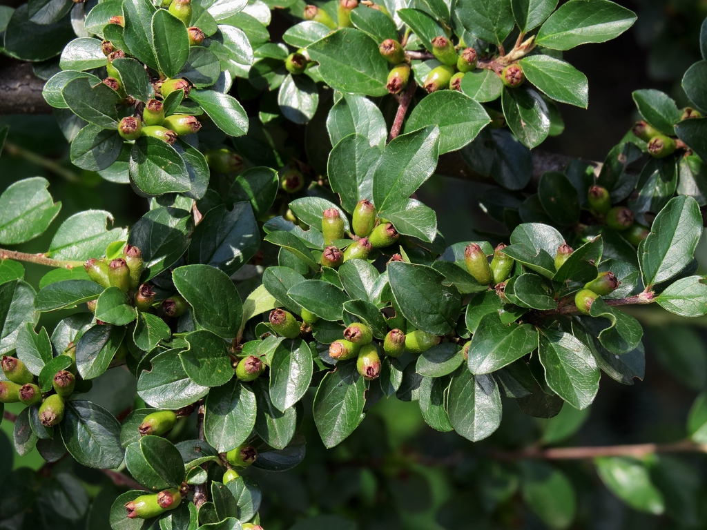 Cotoneaster divaricatus