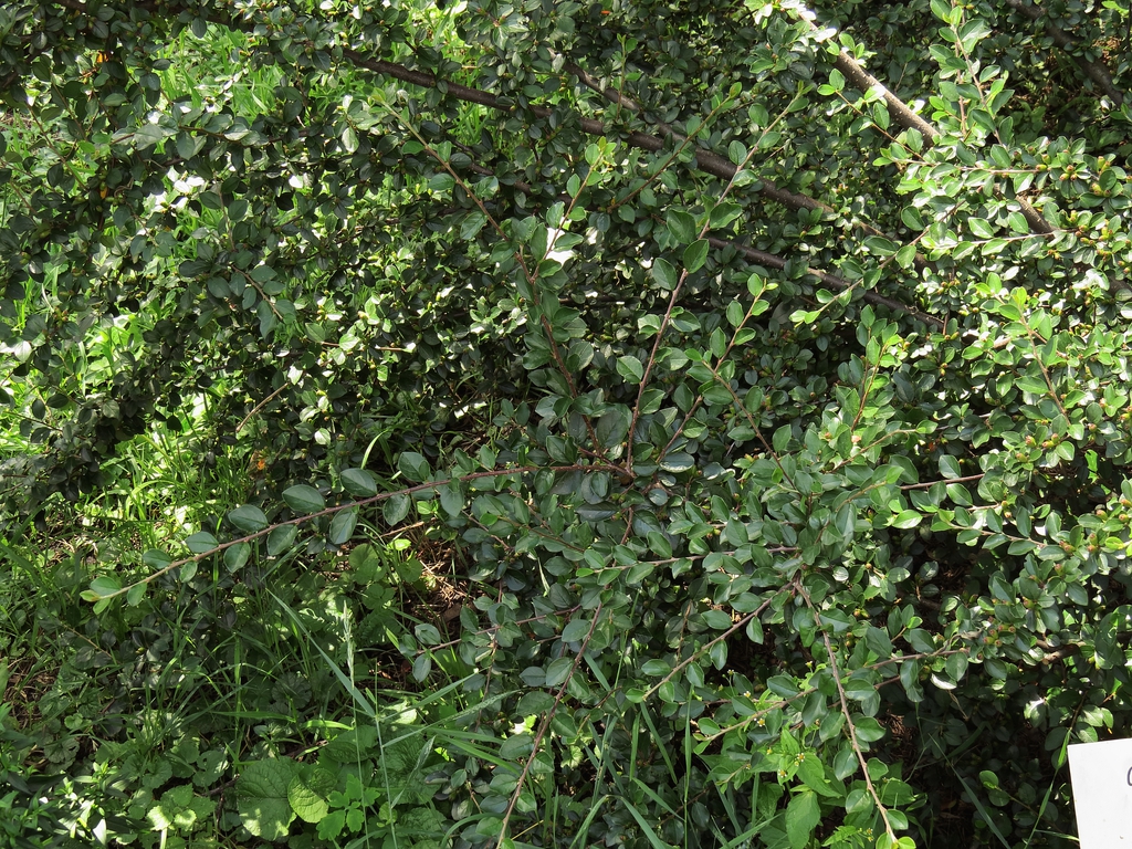 Cotoneaster divaricatus