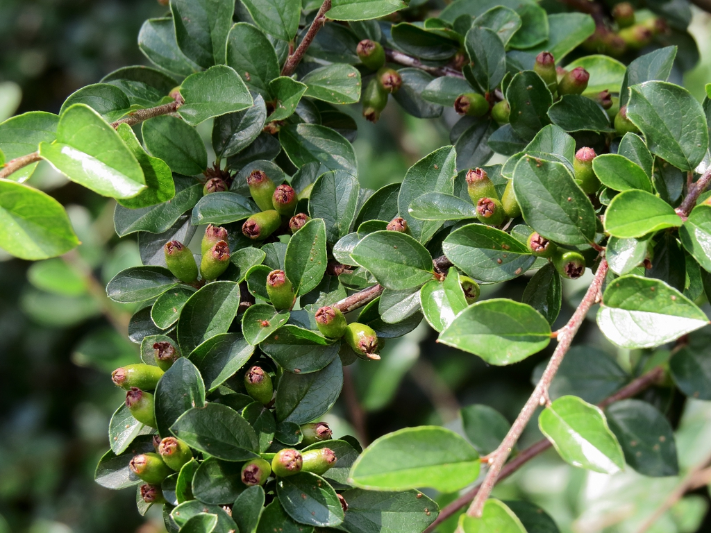 Leaves
