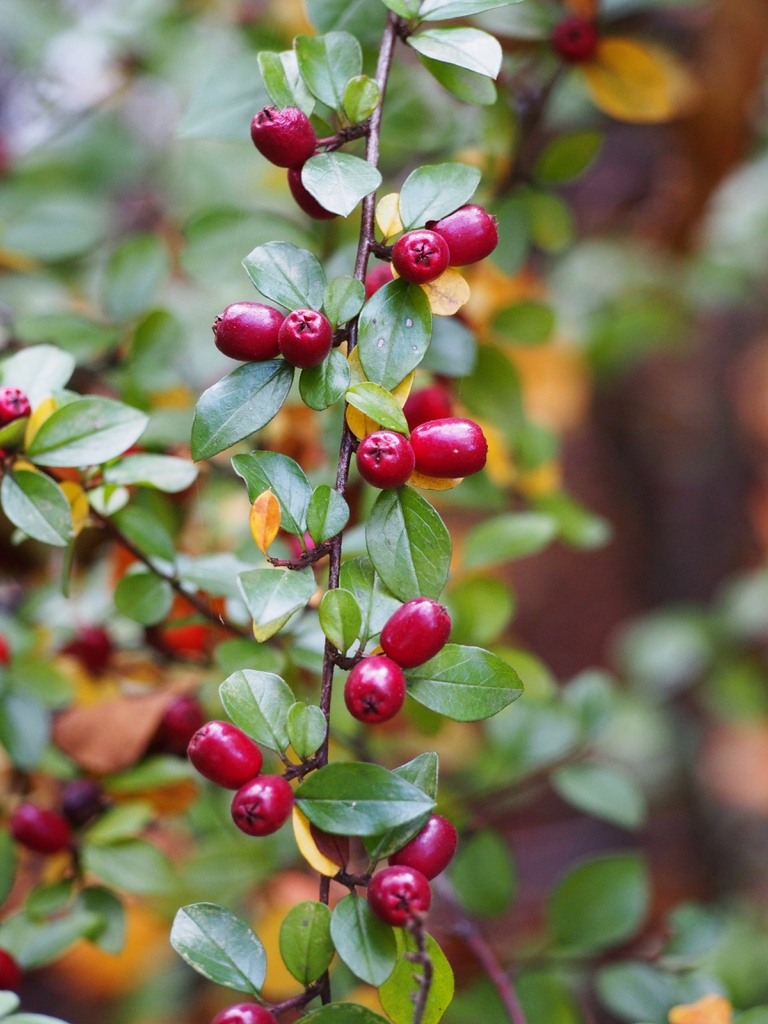Fruits and leaves