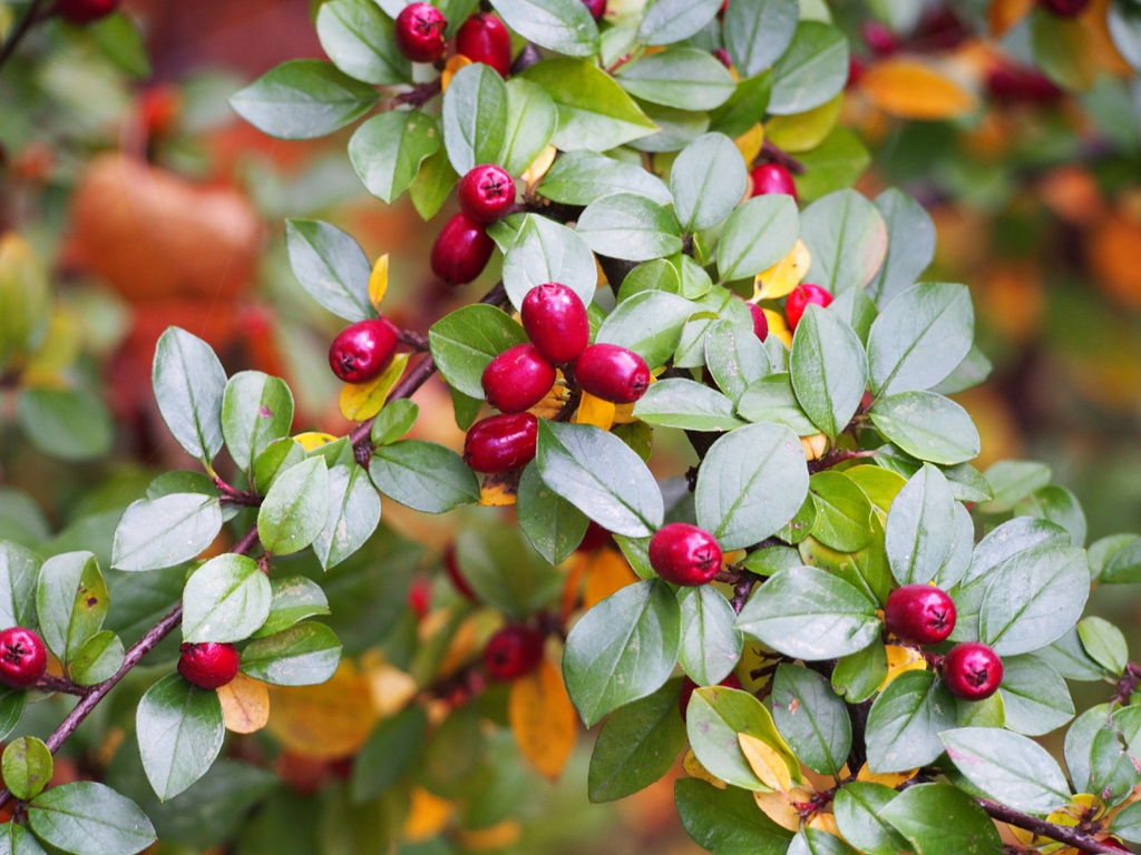 Red fruits