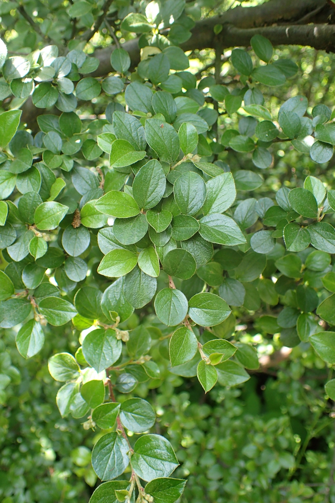 Cotoneaster divaricatus