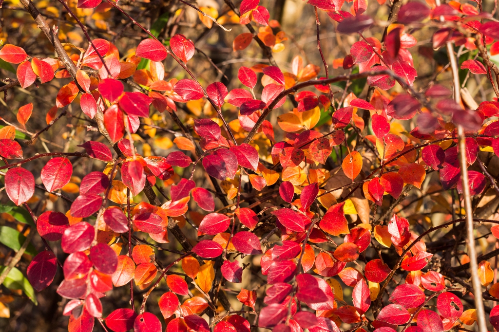 Vibrant fall color