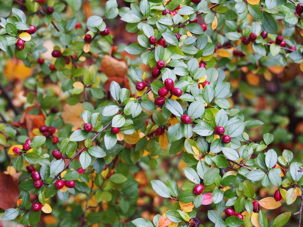 Fruits and leaves