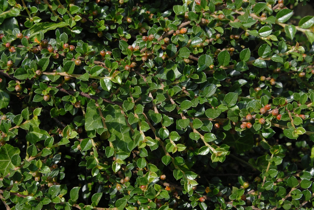 Cotoneaster horizontalis