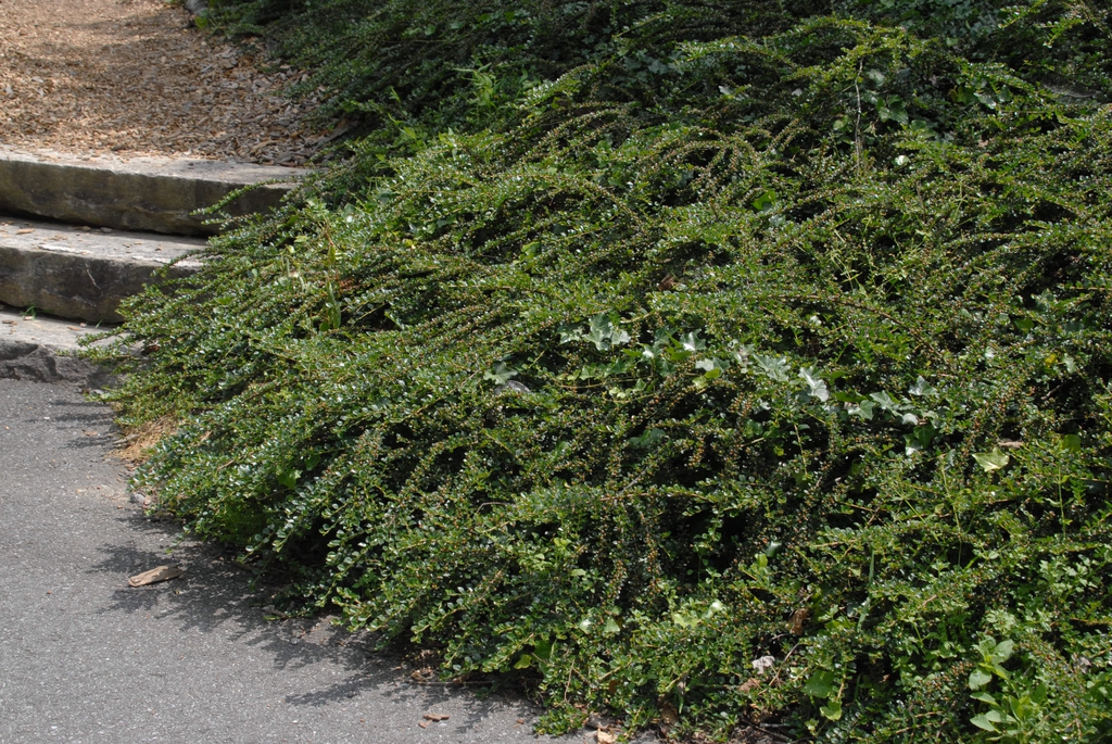 Cotoneaster horizontalis