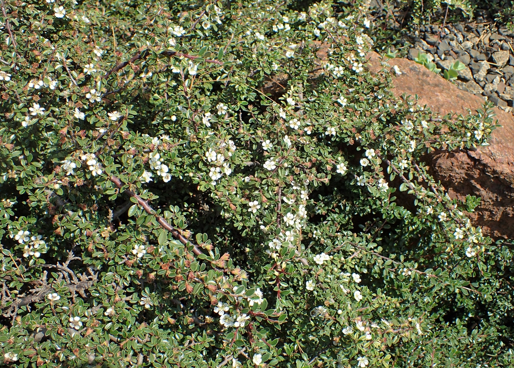Cotoneaster integrifolius