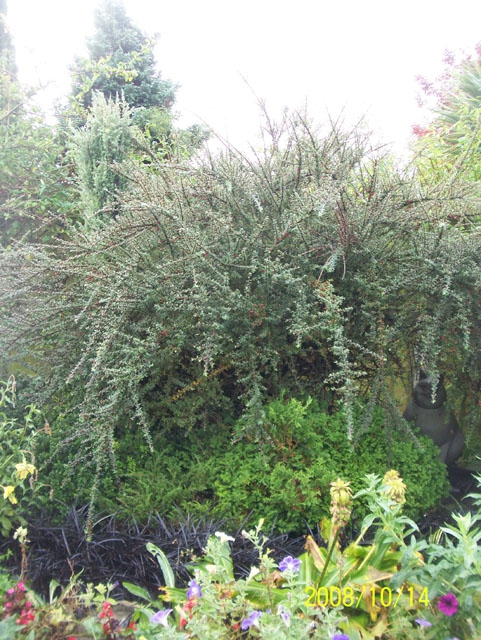 Cotoneaster integrifolius