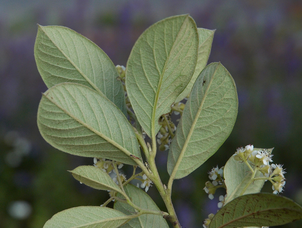 Back of leaves
