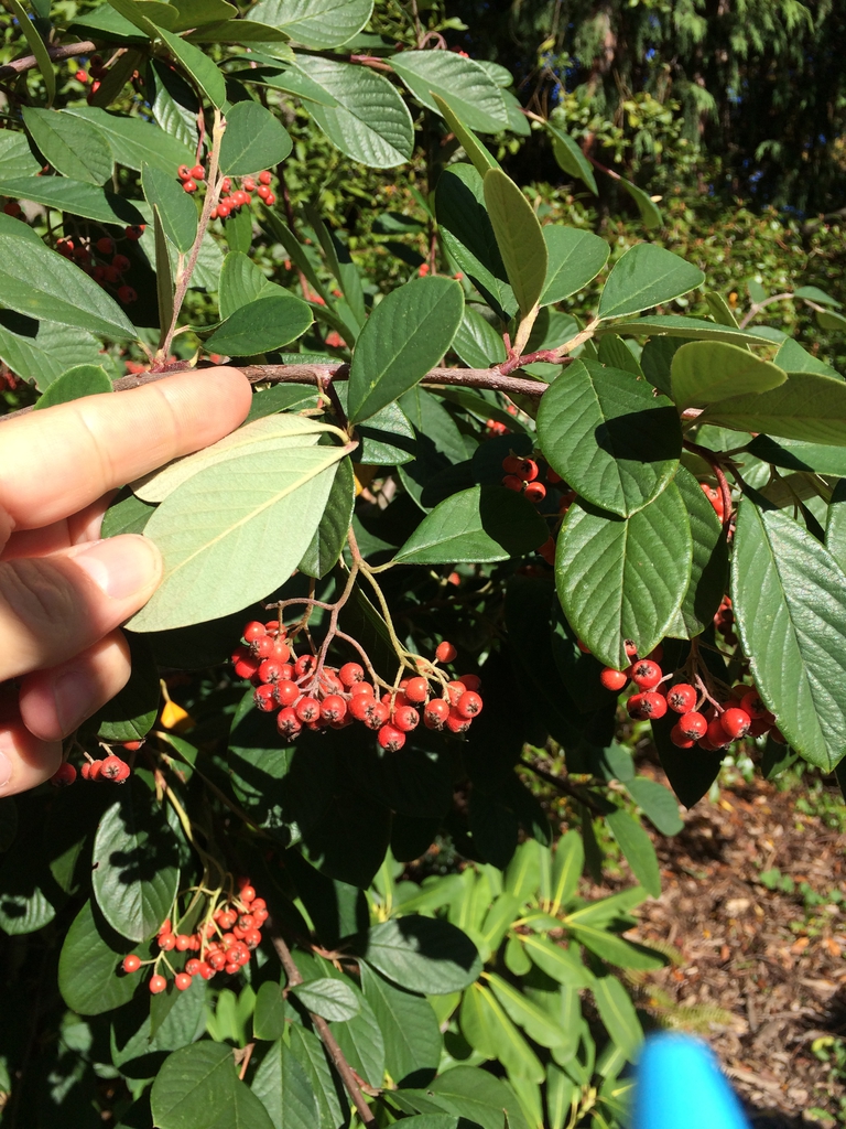 Leaves
