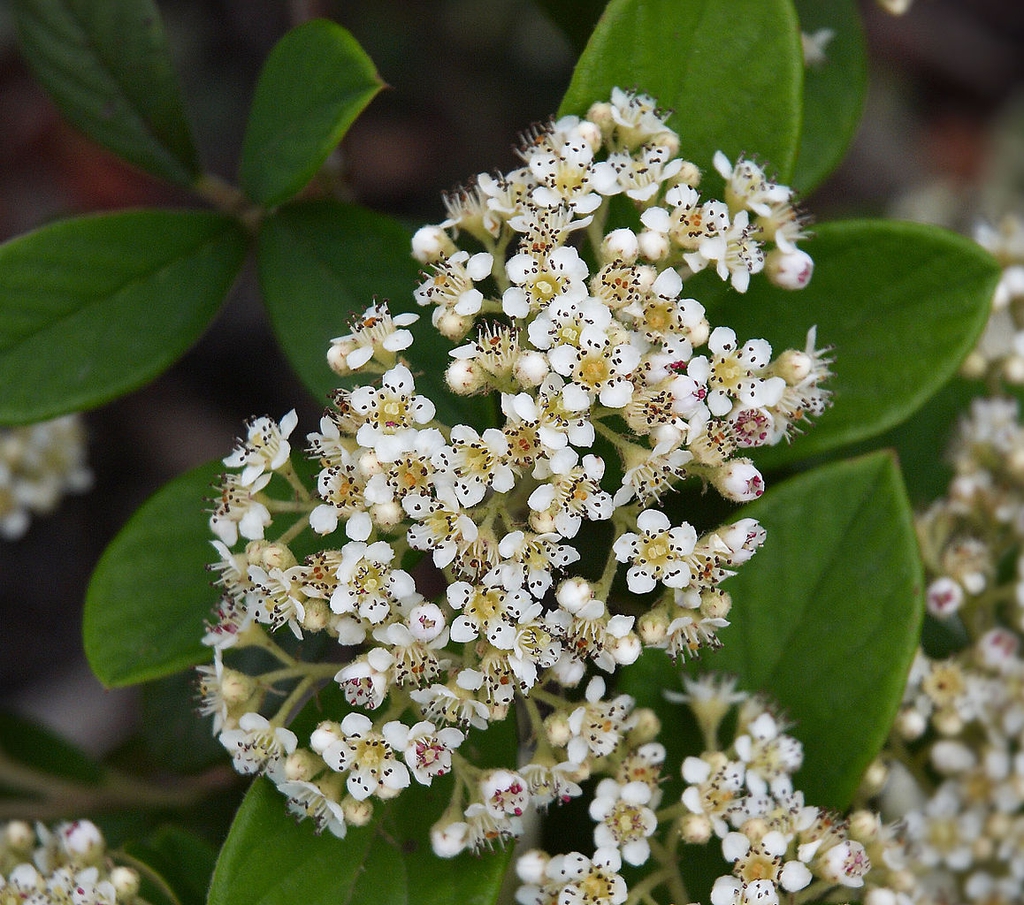 Flower Cluster