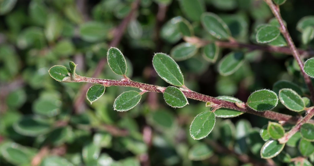 Stem