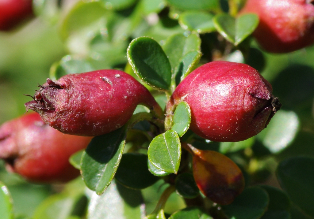 Fruit