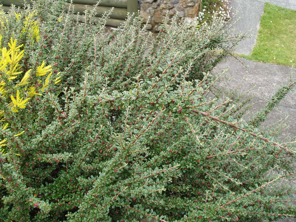 Form