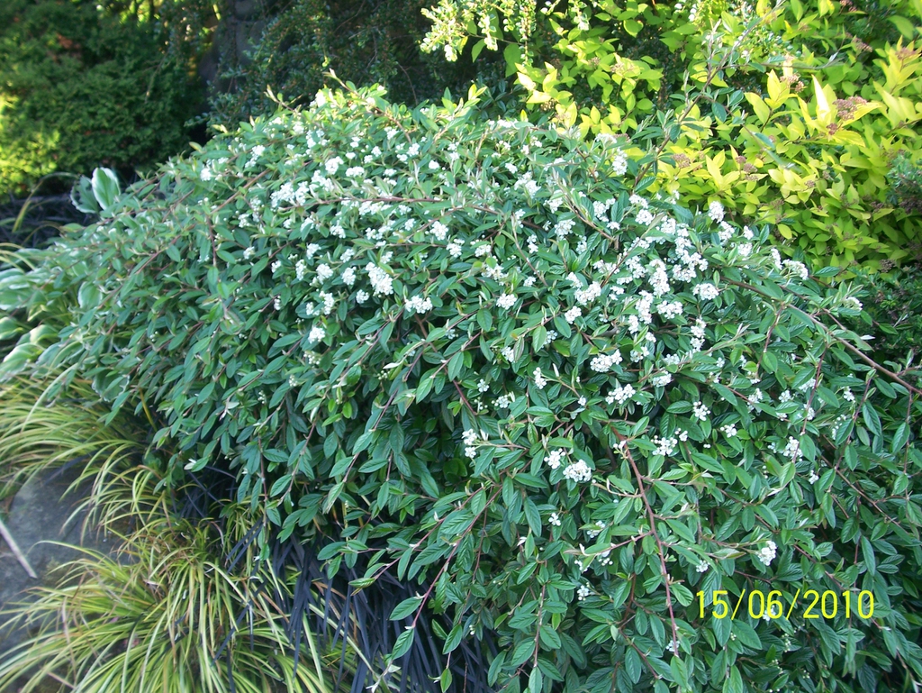 Form
