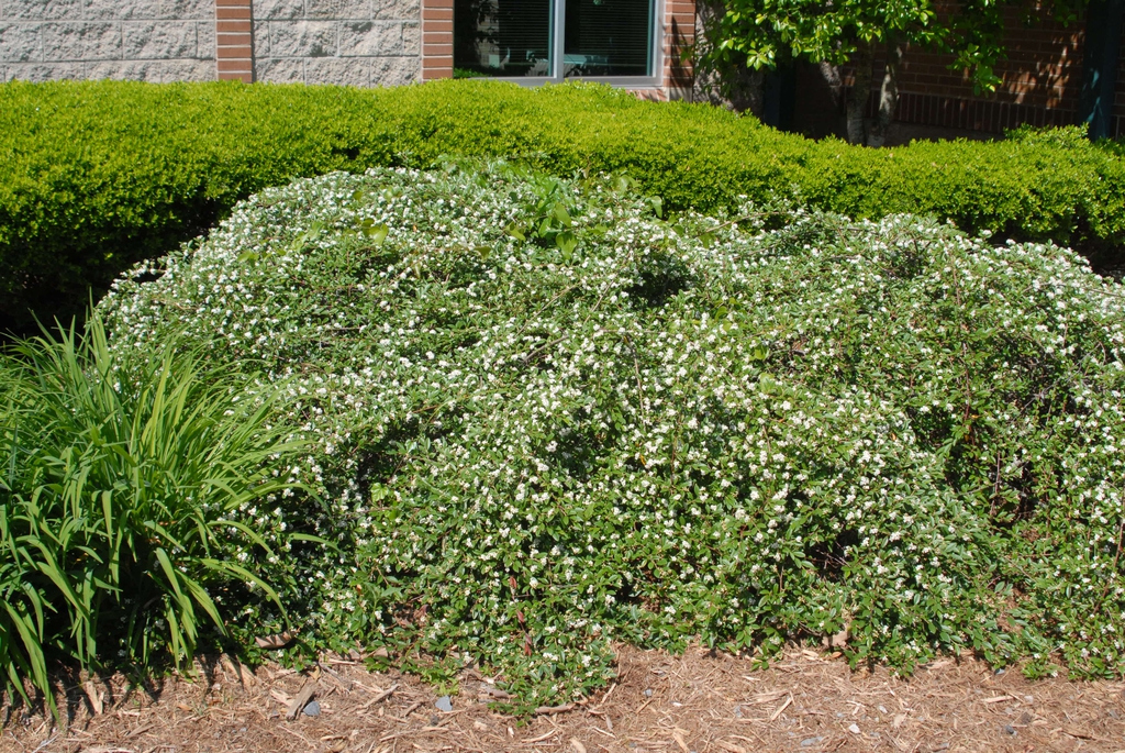 Cotoneaster salicifolius Form