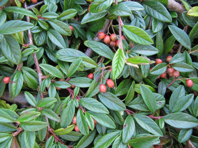 Leaves and berries