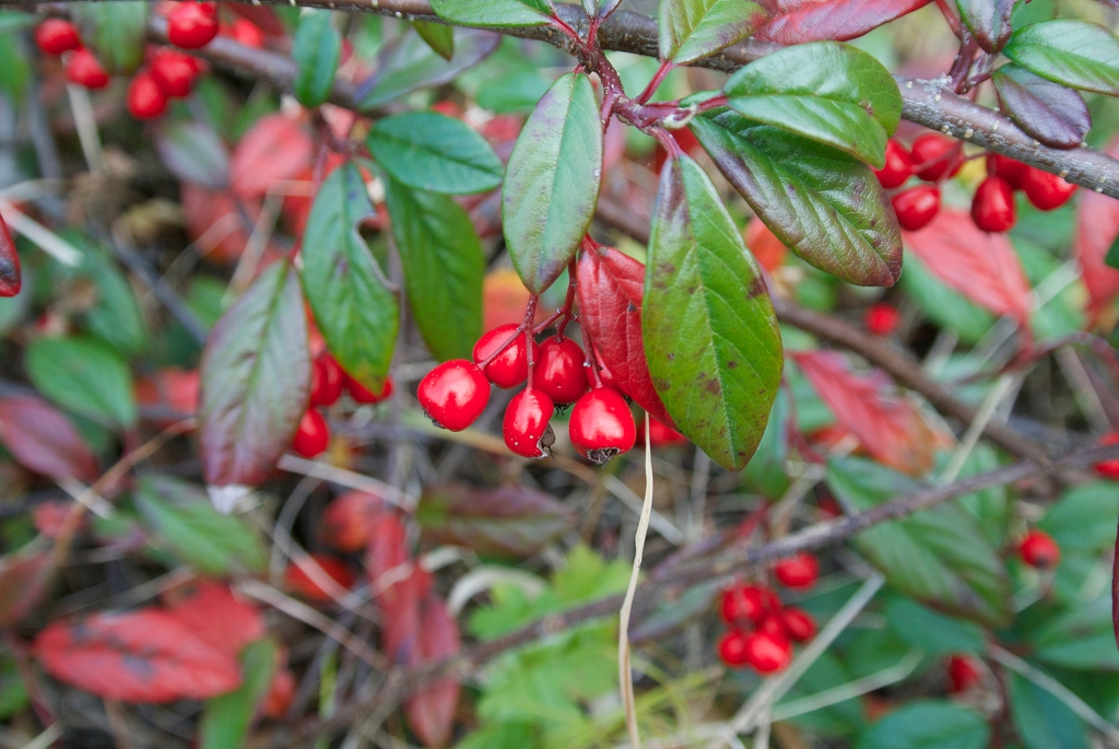 Round red berries