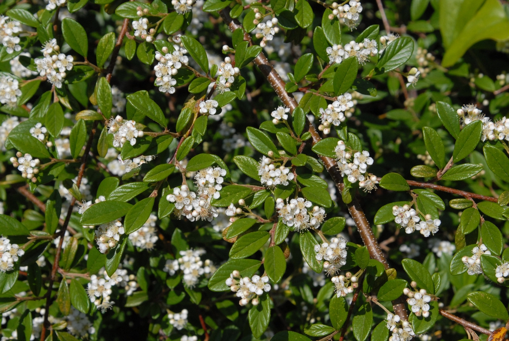 Cotoneaster salicifolius Flower and Leaf
