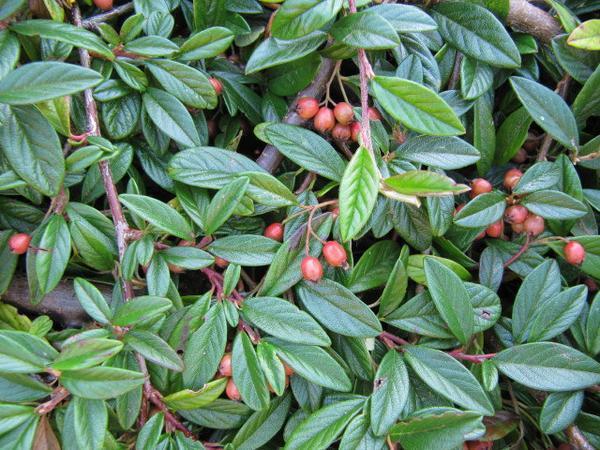 Cotoneaster salicifolius