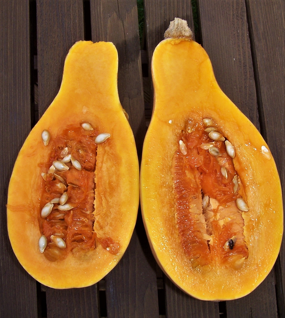 Cucurbita moschata