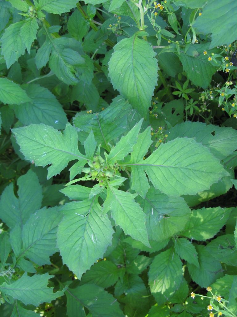 Crassocephalum crepidioides