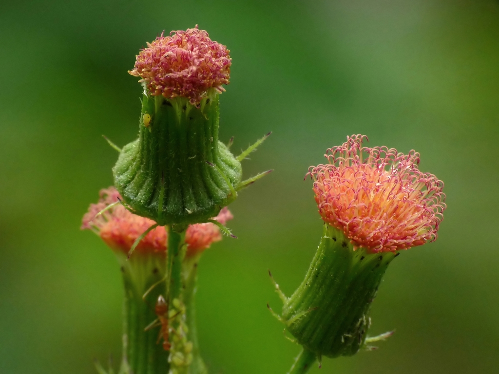 Crassocephalum crepidioides