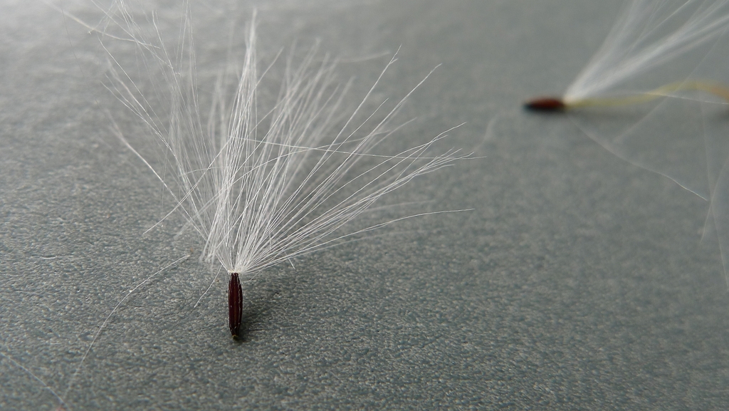 Crassocephalum crepidioides