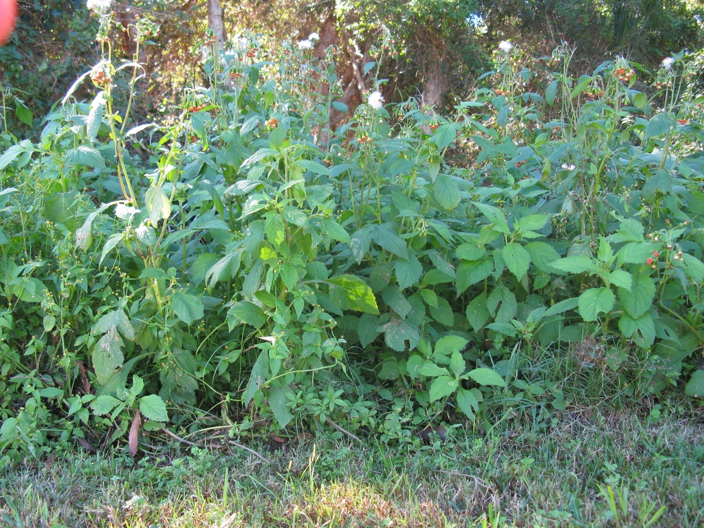 Crassocephalum crepidioides