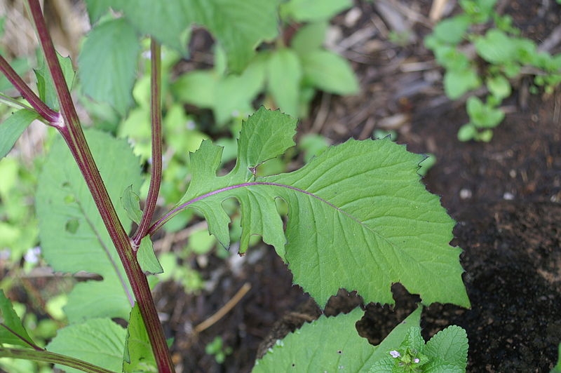 Crassocephalum crepidioides