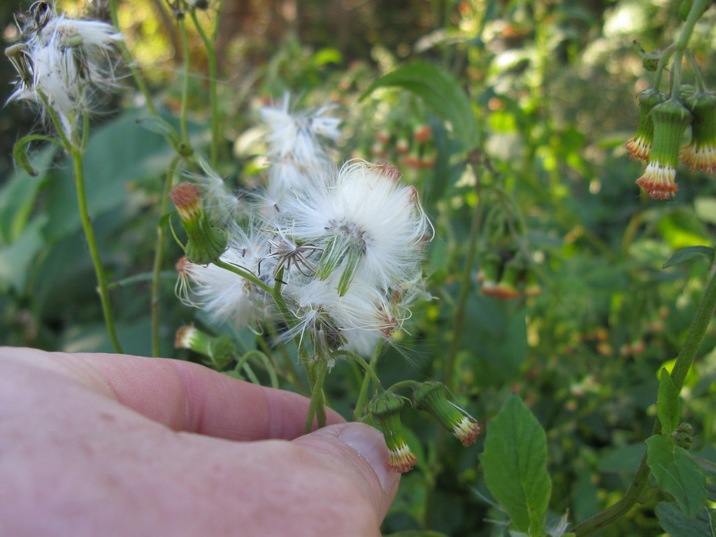 Crassocephalum crepidioides