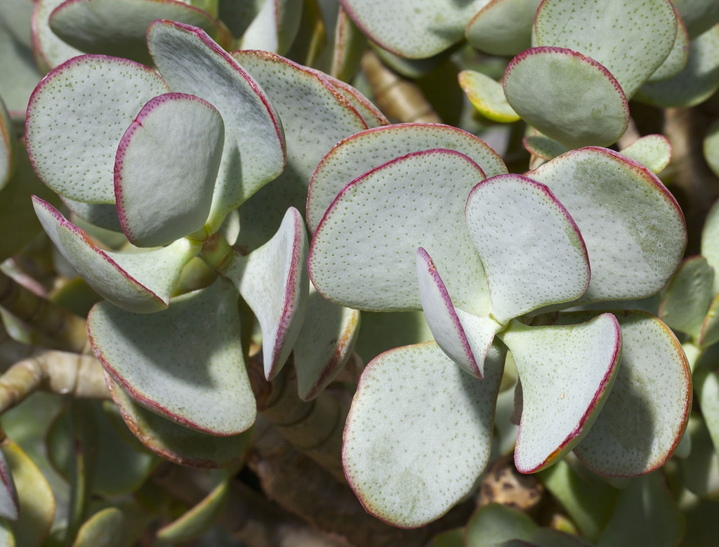 Leaves