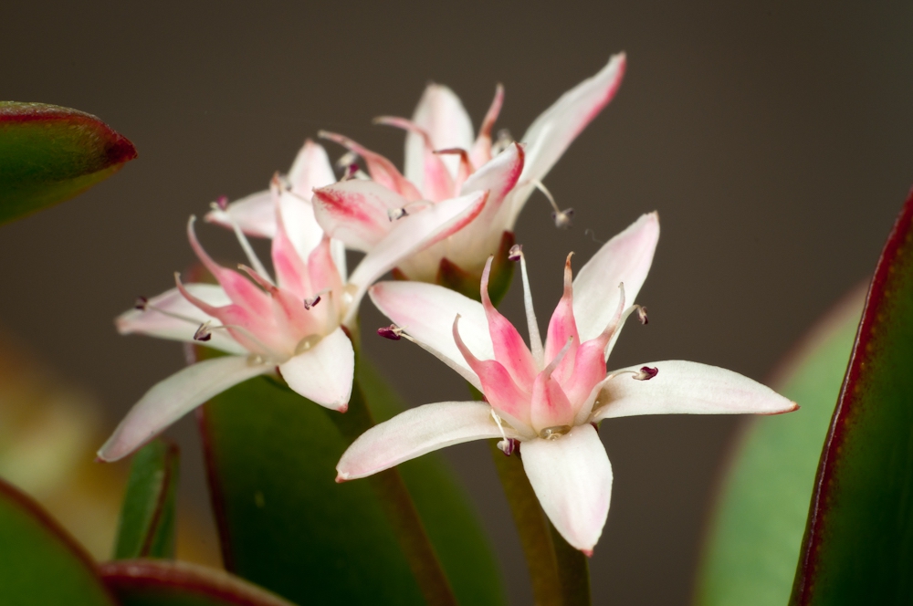 Close up of flower